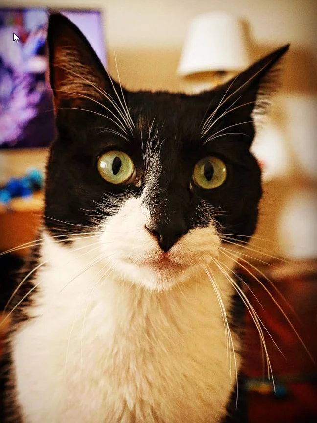 A black and white cat, unimpressed