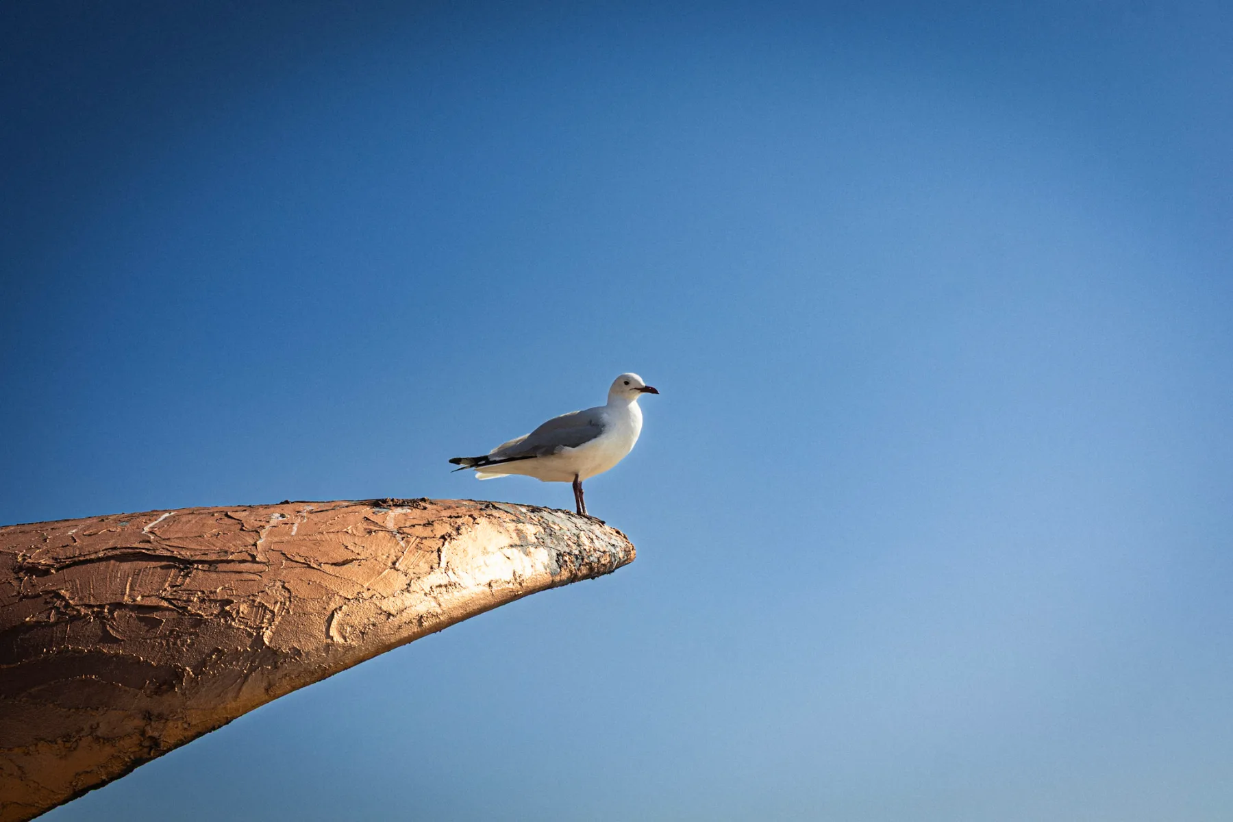 Sea Point seagulls — photograph by Telford Vice