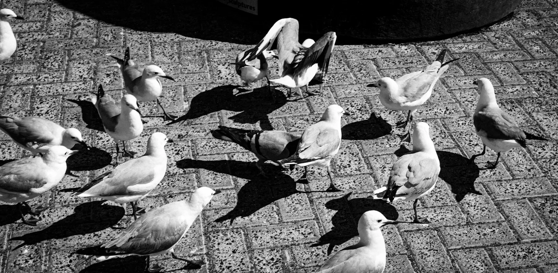 Sea Point seagulls — photograph by Telford Vice
