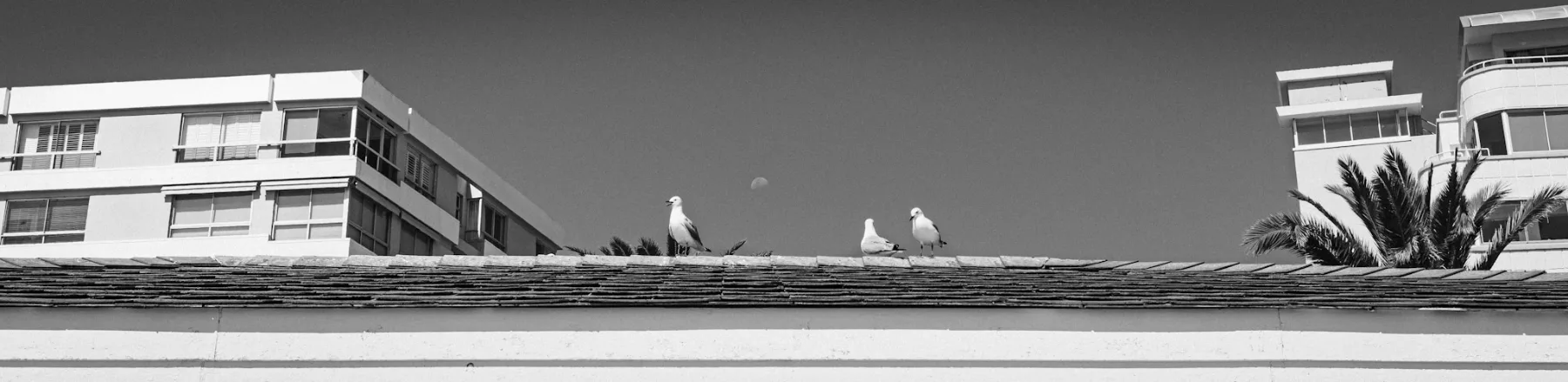 Sea Point seagulls — photograph by Telford Vice