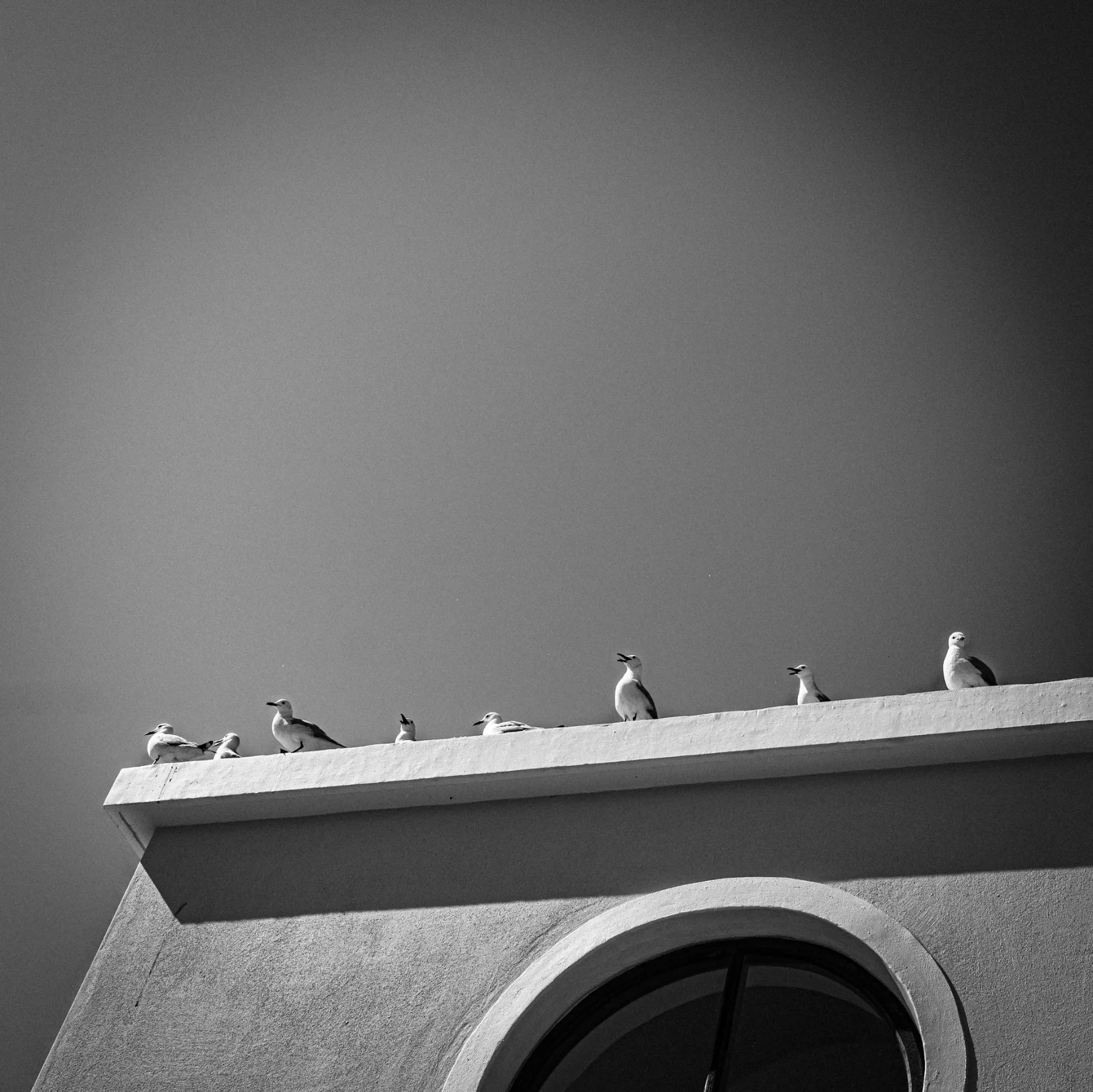 Sea Point seagulls — photograph by Telford Vice
