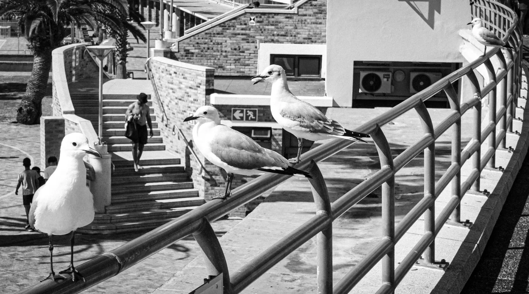 Sea Point seagulls — photograph by Telford Vice
