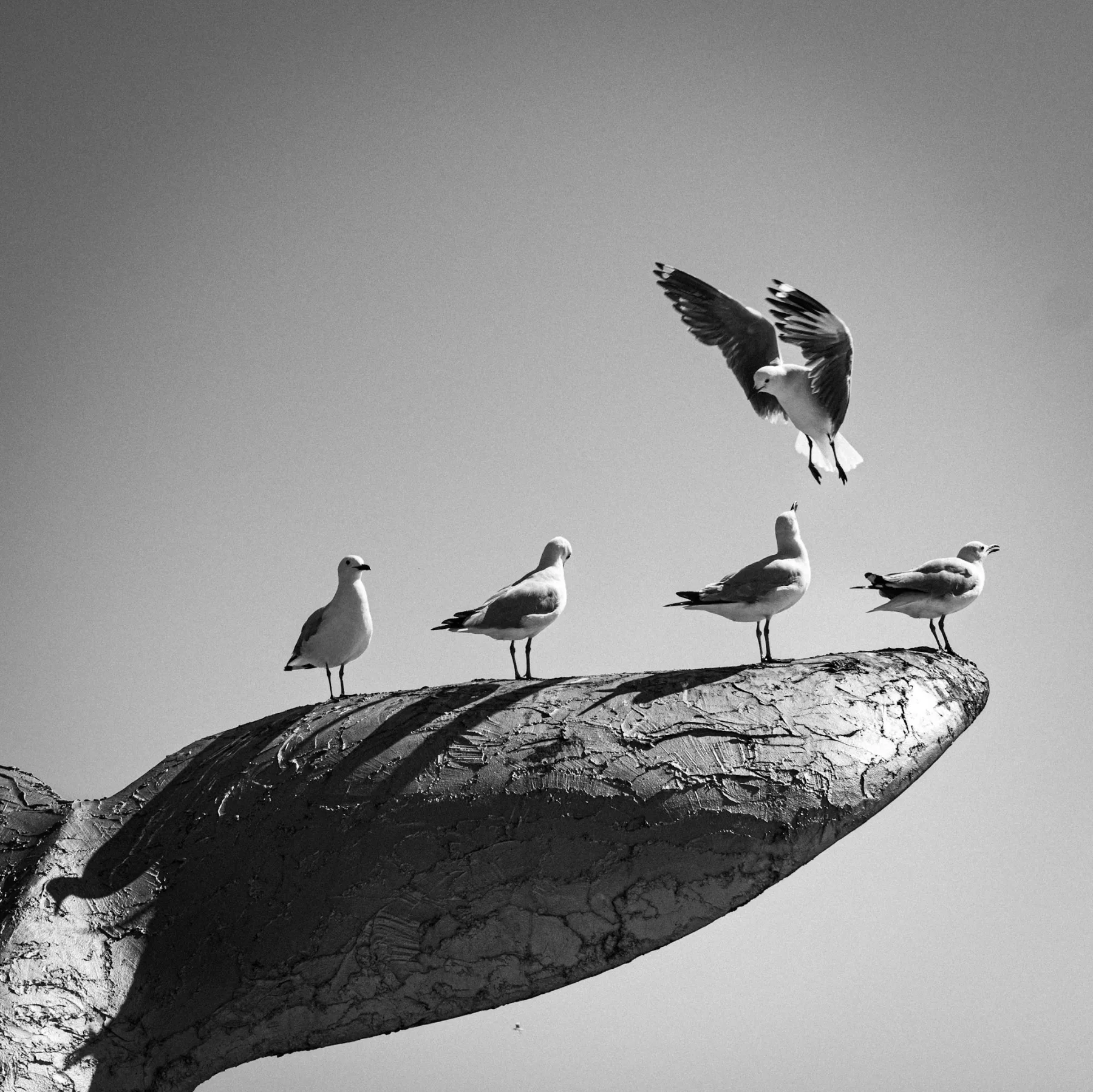 Sea Point seagulls