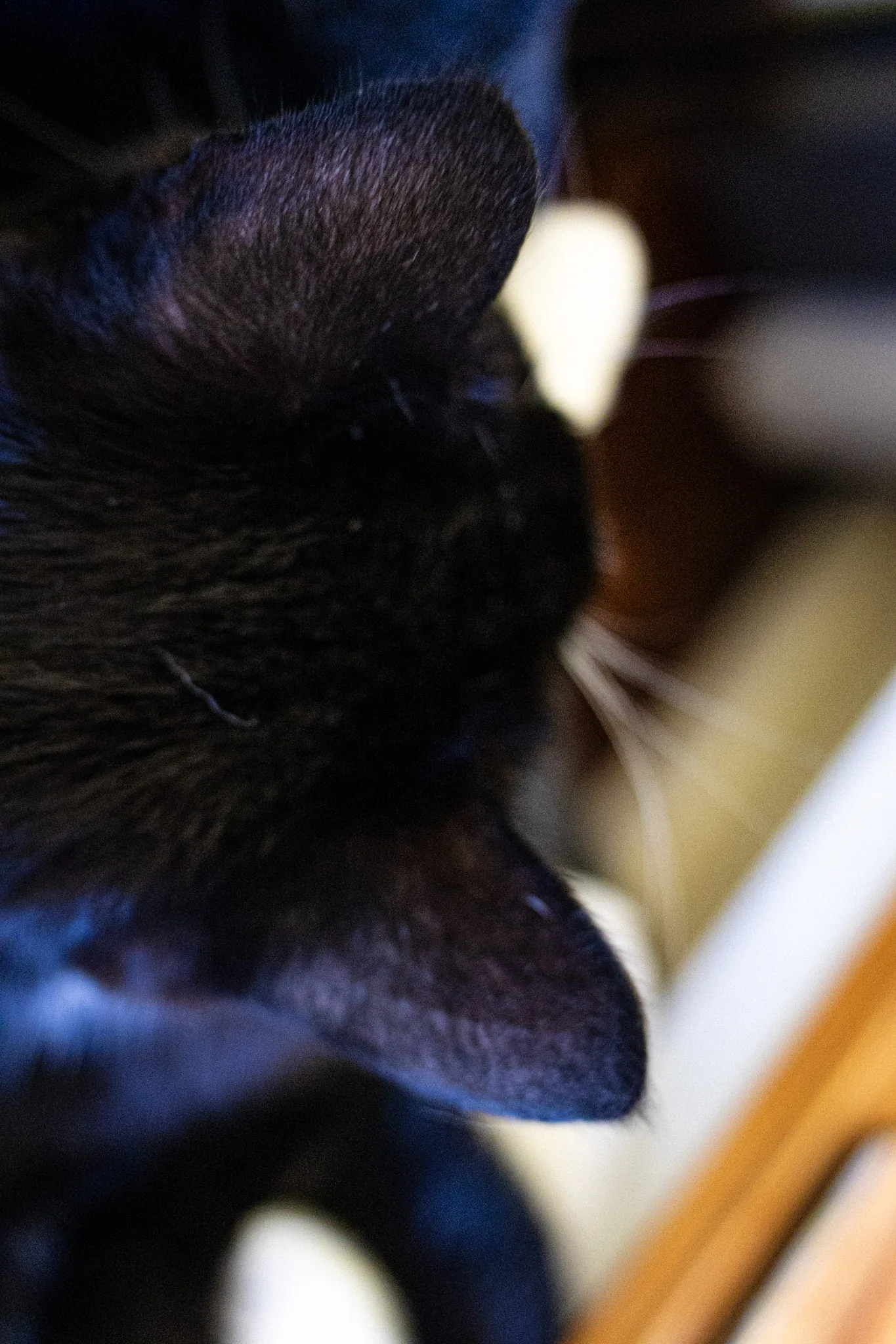 The cat sat on the lap — photograph by Telford Vice