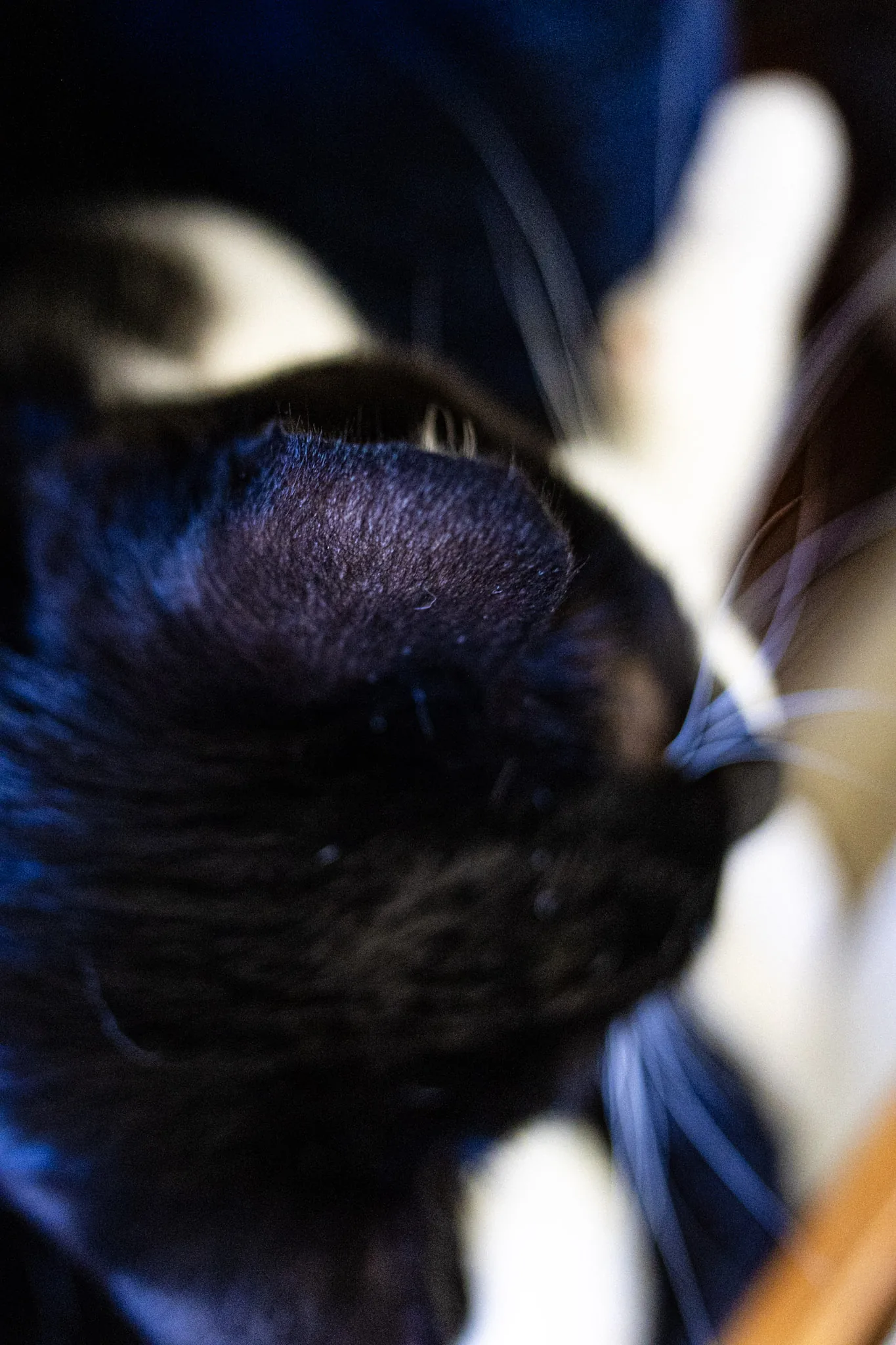 The cat sat on the lap — photograph by Telford Vice