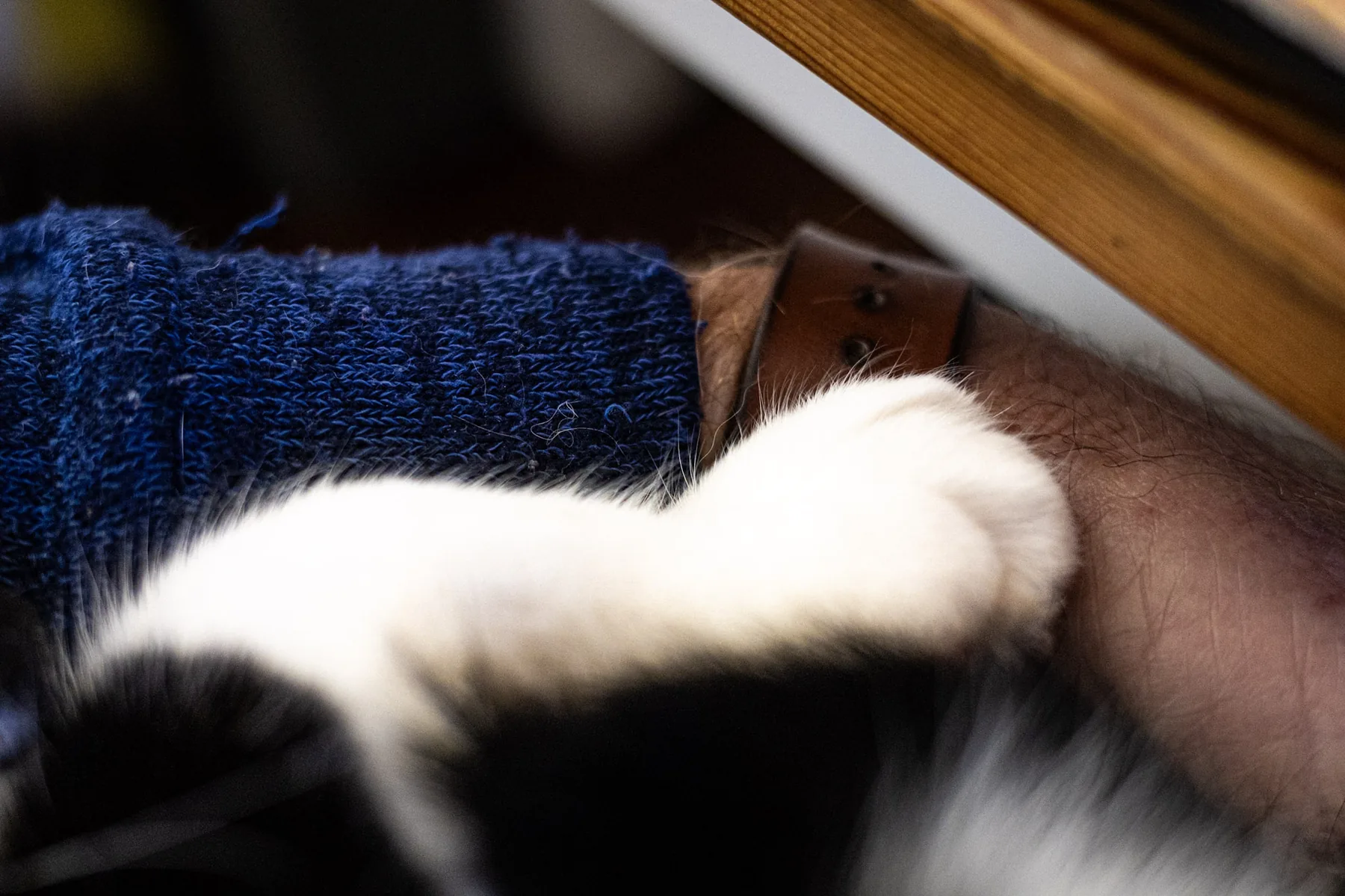 The cat sat on the lap — photograph by Telford Vice