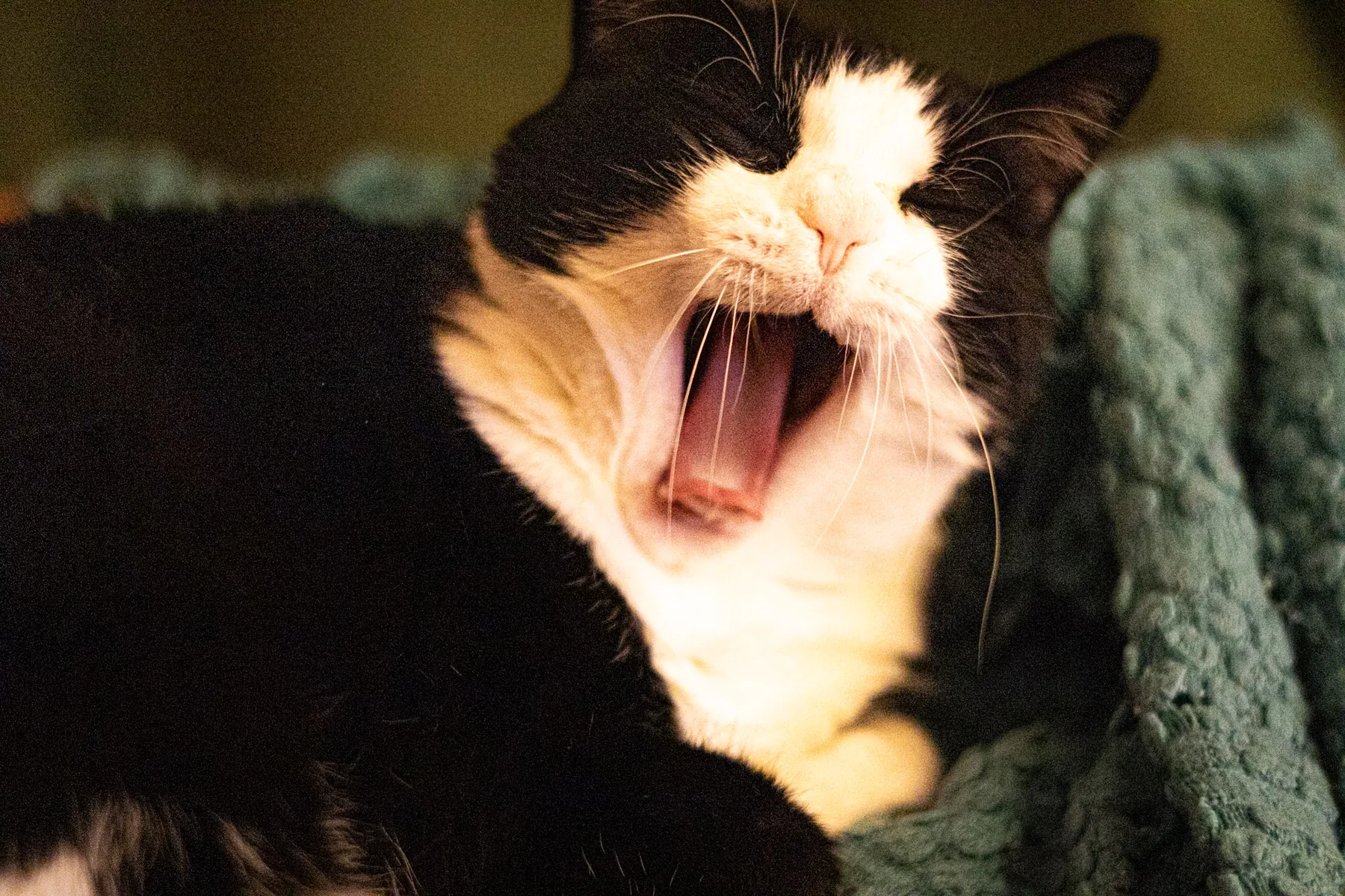 The cat sat on the lap — photograph by Telford Vice