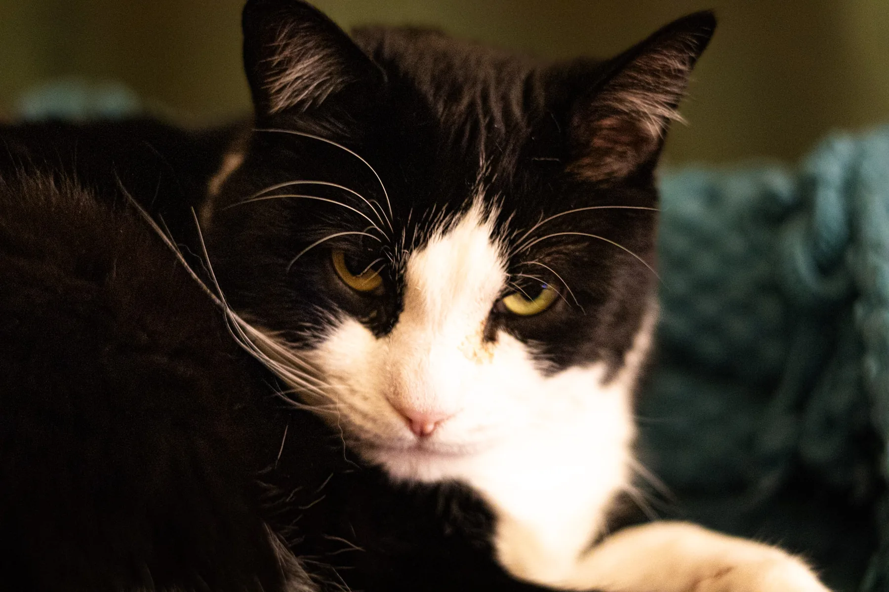 The cat sat on the lap — photograph by Telford Vice