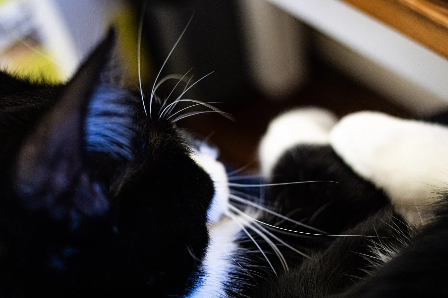 The cat sat on the lap — photograph by Telford Vice